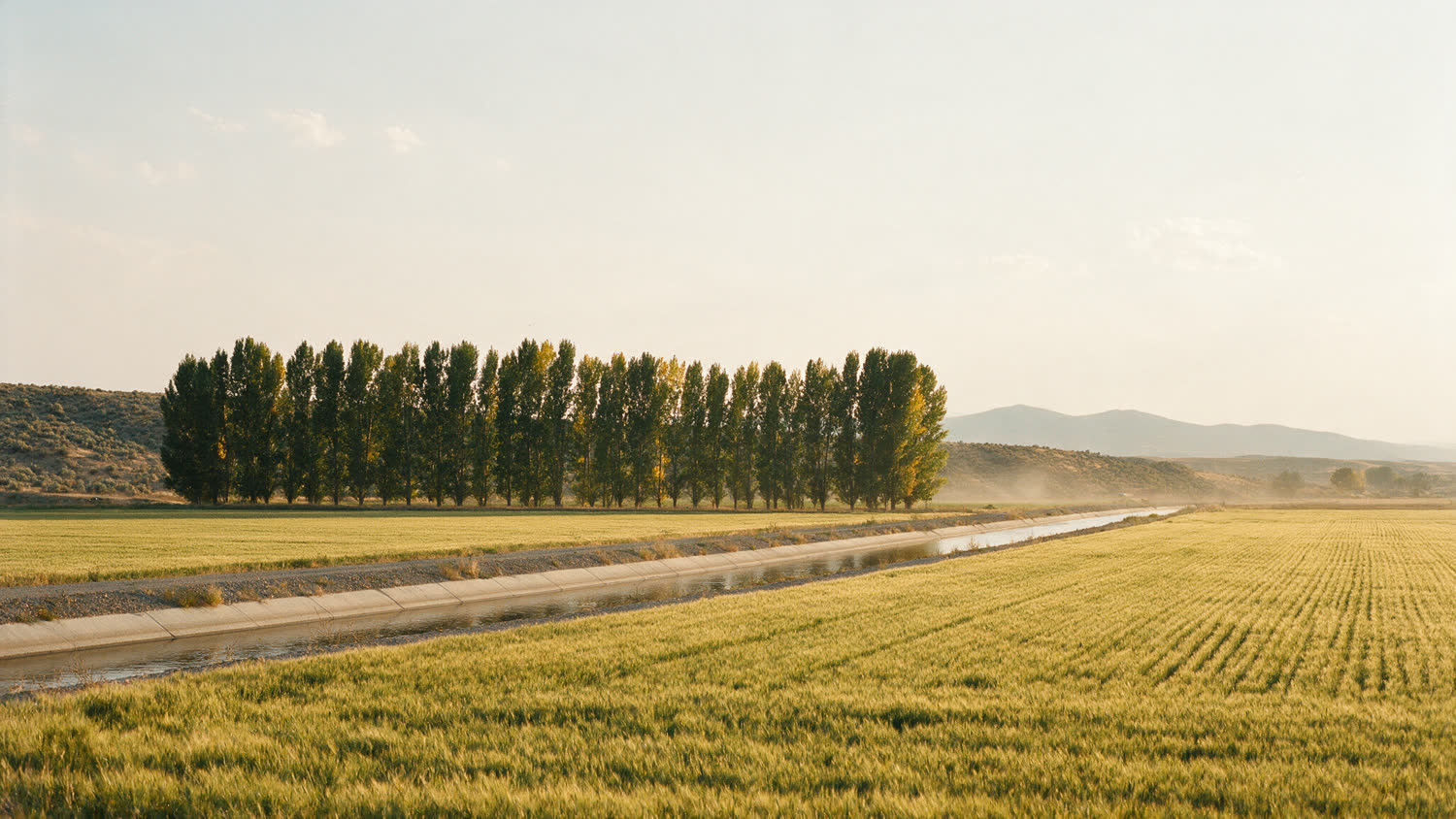 An irrigation canal running between cultivated fields in the Treasure Valley, with a poplar windbreak and dry foothills behind